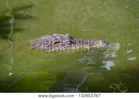 Crocodile in green water lake. Close up