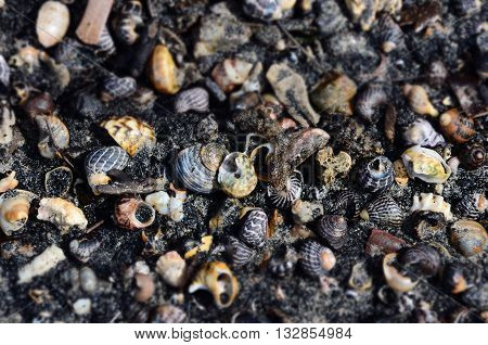 Shells and snails in the black sand, Batemans Bay, NSW, Australia