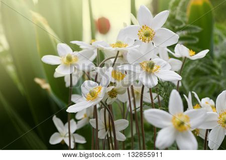 White anemones flowers in soft sunlight of dawn. Shallow focus.