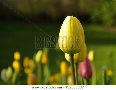 single yellow beige tulip in green garden