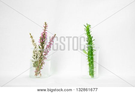 laboratory glassware with flower and cactus plant on white background