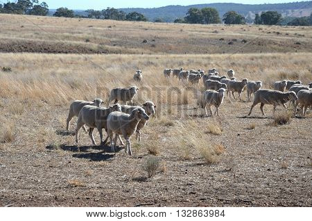 Flock of sheeps are walking  on the field