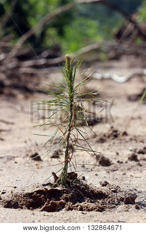 Young pines sapling tree sprout in spring forest under sunlight under closeup view