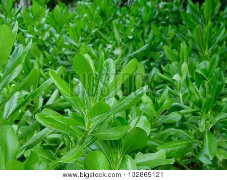 Green leaf background. nature backgrounds. leaves green background. with blur background.