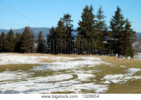 Campo