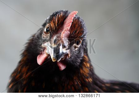 face in the foreground of a black hen