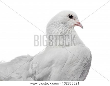 Beautiful white pigeon side view isolated on a white background.