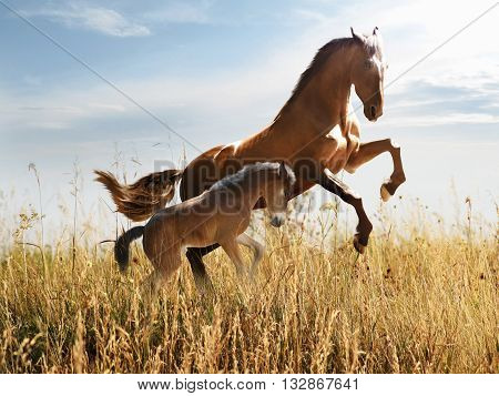 horse teaches young colt gallop through tall grass