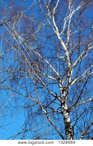 Albero