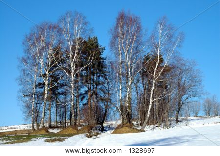 Alberi