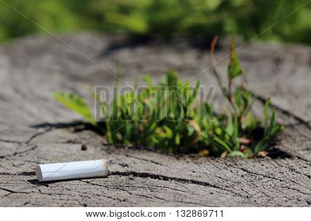 stub of cigarette are lying on a tree stump germinating