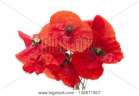 Red Poppy Flowers