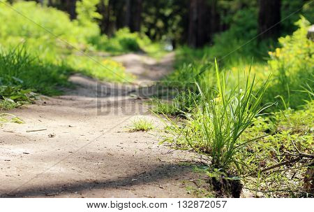 forest path overgrown with grass goes away