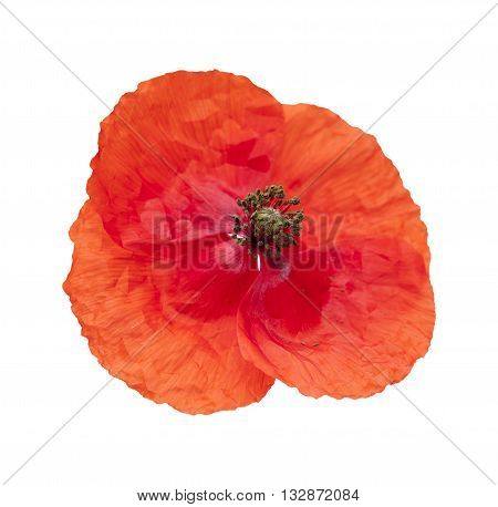 Red Poppy Isolated