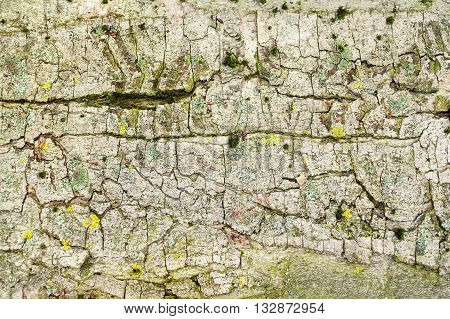 full frame detail shot of a multicolored bark surface
