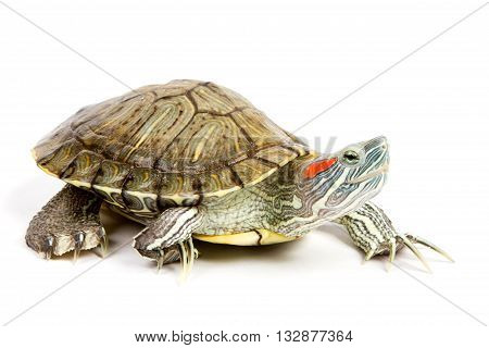 Funny green turtle on parade or walking around isolated on a white background