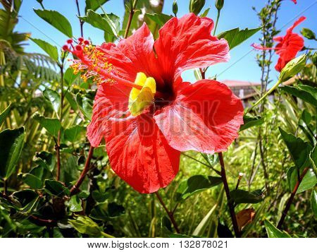 red flower with beautiful petals and a butterfly on the background of bright blue sky