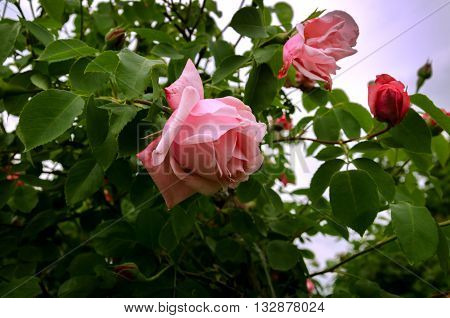 beautiful flowers garden roses with green leaves against the blue sky