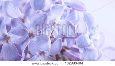 claster of small lilac flowers macro photo