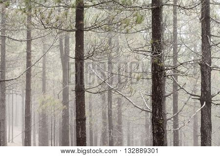 Natural Background Of Canarian Pine Tree Trunks