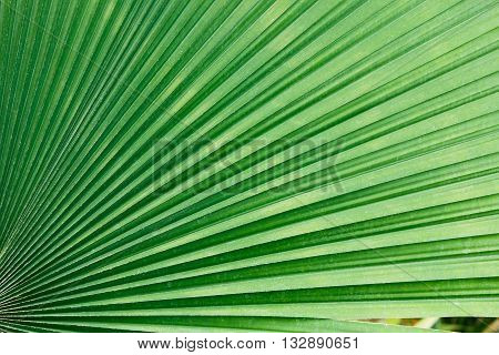 Texture of palm leaves green used background