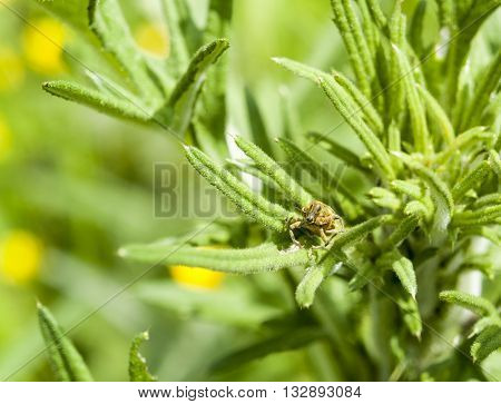 sunny illuminated scenery showing a snout beetle in leavy back