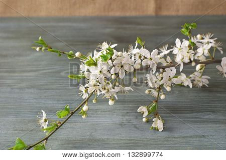 Flowering branch on paper texture. Japanese style of wabi sabi. Wedding invitation.