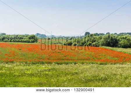 Farmland With Blooming Poppy.