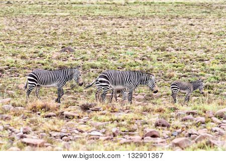 Two wet mountain zebra mares Equus zebra zebra with foals near Cradock in South Africa