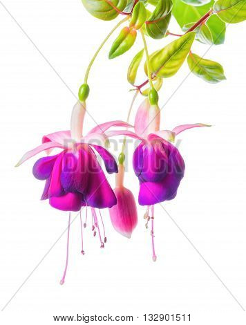 beautiful blooming branch of violet fuchsia flower is isolated on white background close up
