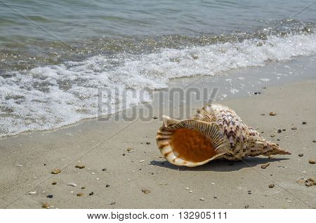 Shell in the sand on the beach
