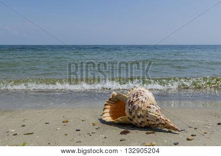 Shell in the sand on the beach