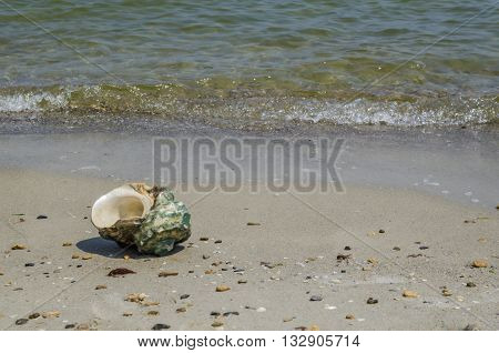 Large seashell Turbo Marmoratus on the beach