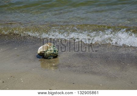 Large seashell Turbo Marmoratus on the beach