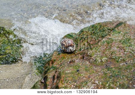Shell Cypraea Tigris on a rock by the sea