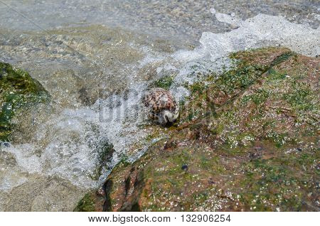 Shell Cypraea Tigris on a rock by the sea