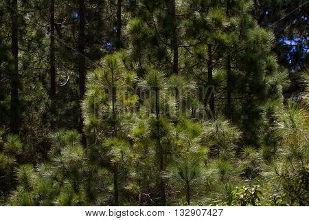 Canarian pines, pinus canariensis in Tenerife, road to Teide volcano. La caldera