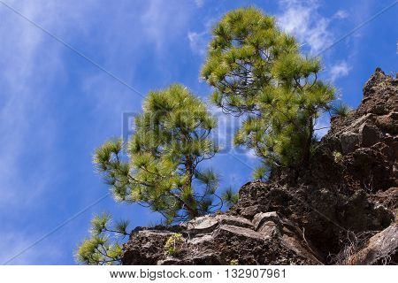 Forest of Pinus canariensis. Pine trees in Tenerife, road Pinolere to Teide