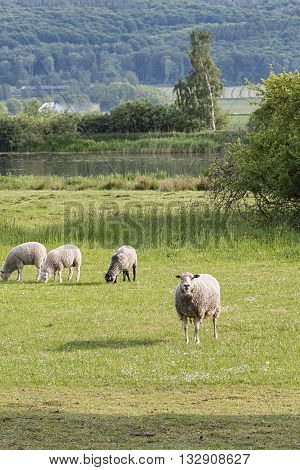 Small flock of sheep grazing on farmland in Sweden.
