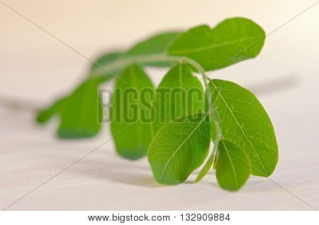 Moringa (Other names are Moringa oleifera Lam. MORINGACEAE Futaba kom hammer vegetable hum hum bug bug Hoo) leaf on wooden board background