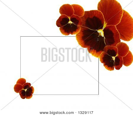  Pansies marrons