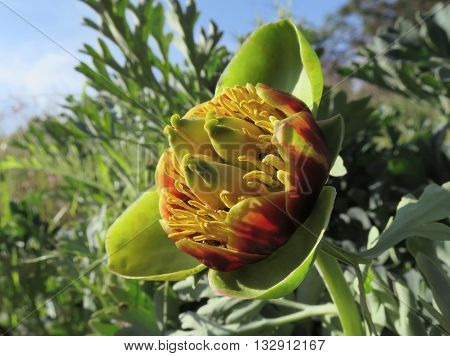 A Wild Western Peony (Peonia brownie) flowering