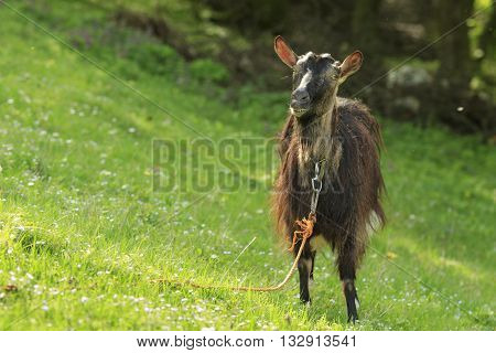 Funny brown domestic goat gawks standing on a green grass