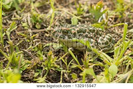 Green toad hiding in spring grass at sunny day
