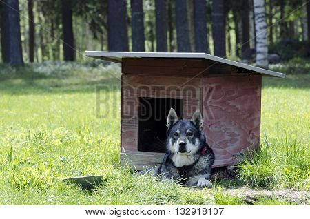Swedish Moose hunting dog (jämthund) (Canis lupus familiaris) lying down in front of his dog house picture from the North of Sweden.