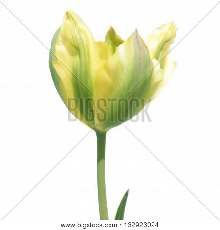 Viridiflora tulip flower isolated on white background