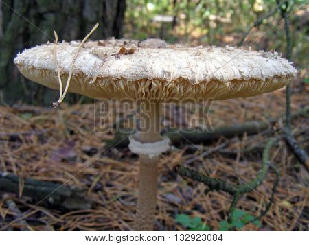 Big edible mushroom Macrolepiota similar to umbrella at late summer