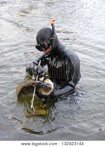 Man in wetsuit with speargun holding fish Sander at winter day