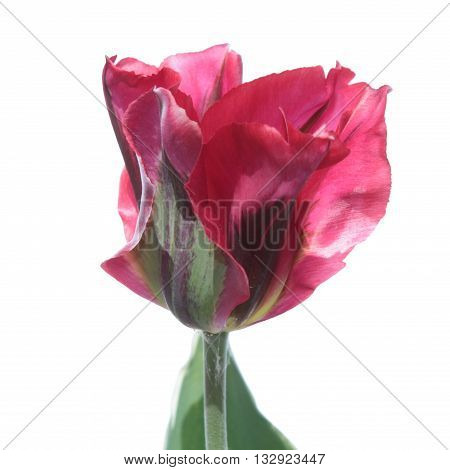 Pink Viridiflora tulip isolated on white background