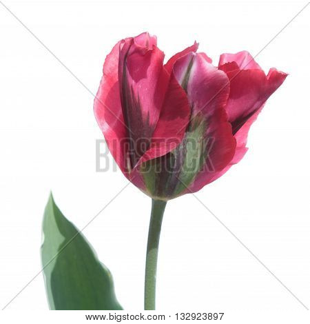 Pink Viridiflora tulip isolated on white background
